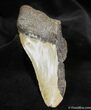 Half Of A Megalodon Tooth SC #965-1